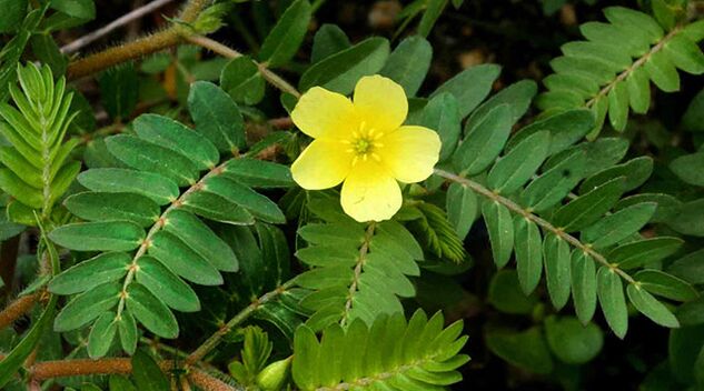 Tribulus terrestris in Gluconol